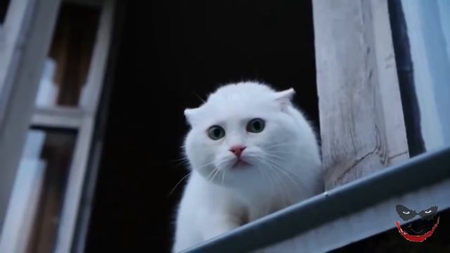 Подборка приколов с котами смотреть онлайн