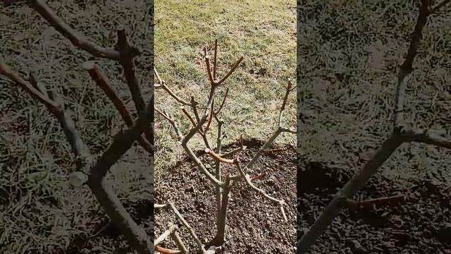 КАК НАДО ОБРЕЗАТЬ ВЕСНОЙ МЕТЕЛЬЧАТЫЕ ГОРТЕНЗИИ смотреть онлайн