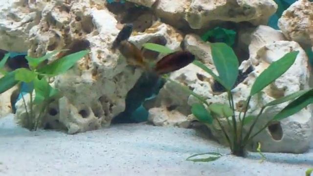 Tropheus duboisi "Maswa", Moliro, Petrochromis trewavasae, смотреть онлайн