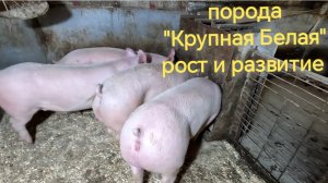 Порода "Крупная Белая" рост и развитие