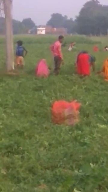 Peas field in my village ara Bihar(1) смотреть онлайн
