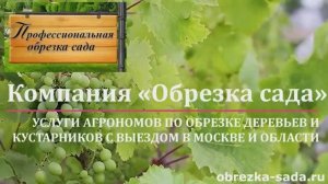 Обрезка винограда