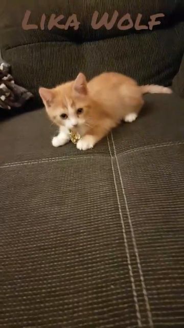 ФАНТИК- ПОДОЖДИ😍Милые котики. Смешные коты. Смешные животные. Cute kittens. Cute Teddy kittens Fun смотреть онлайн