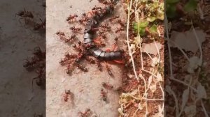 Сороконожка Скалопендра и армия муравьёв (живая природа) Scolopendra and the army of ants (wildlife