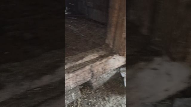 Султан уже проник к девочкам #содержаниесвиней