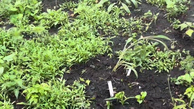 New Native June 2023 - part 2 of 2 смотреть онлайн