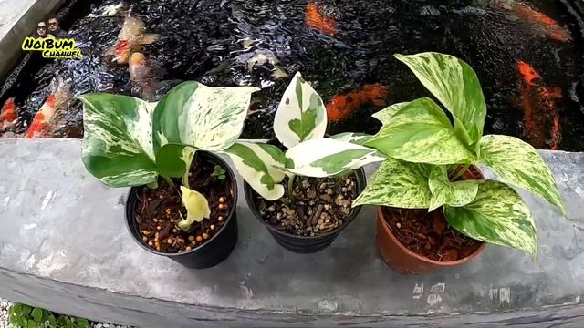 พลูแอปเปิ้ล พลูราชินีหินอ่อน พลูงาช้าง ต่างกันอย่างไร มาดูกันค่ะ 🌱ต้นไม้นานา EP. 3 смотреть онлайн