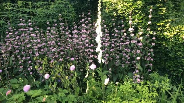 Phlomis tuberosa смотреть онлайн