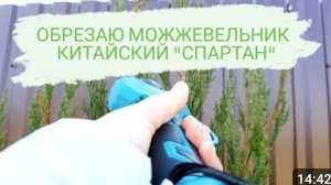 ОБРЕЗАЮ МОЖЖЕВЕЛЬНИК КИТАЙСКИЙ "СПАРТАН". 27.02.2024г.