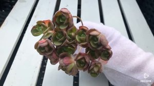 Aeonium Saundersii (Adodes)