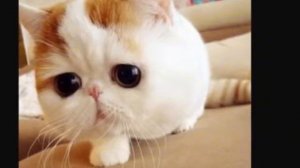 Самые милые котята в мире