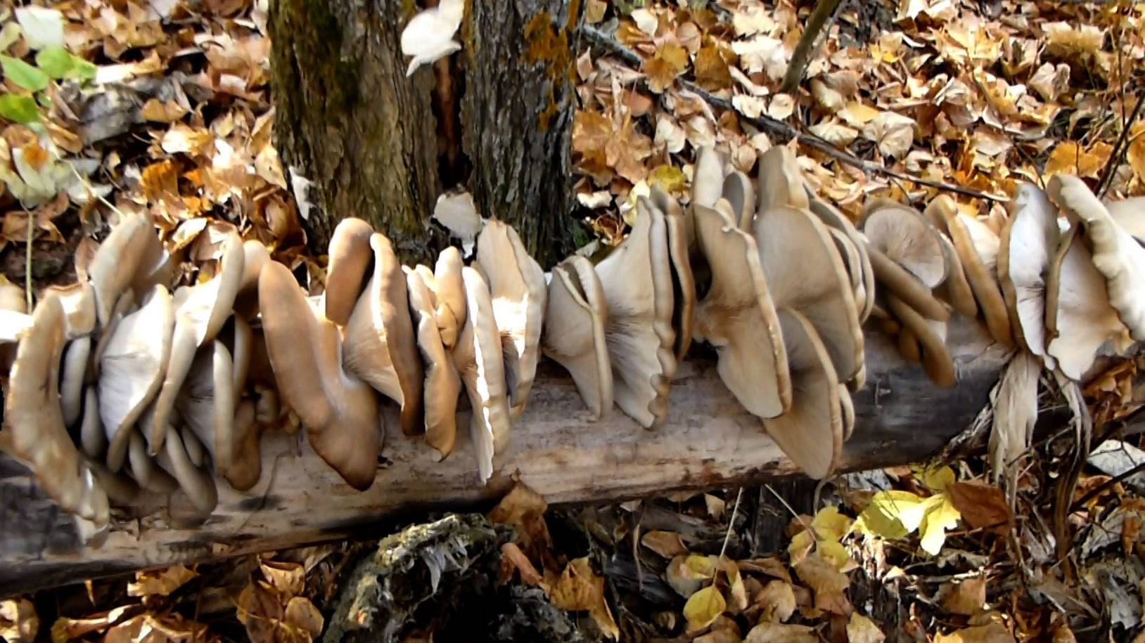 С одного пенька Вешенок на всю зиму!!! Набили мешки вешенками. Тихая охота это классно смотреть онлайн