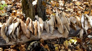 С одного пенька Вешенок на всю зиму!!! Набили мешки вешенками. Тихая охота это классно