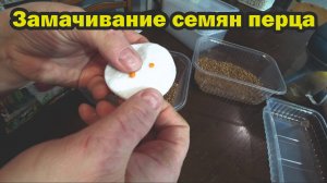 Замачиваем семена перцев и баклажанов в особом растворе