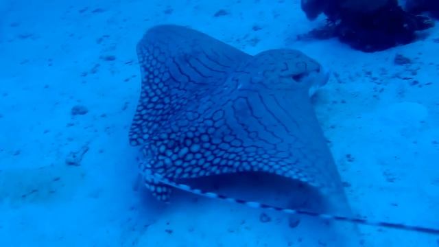 Ornate eagle ray