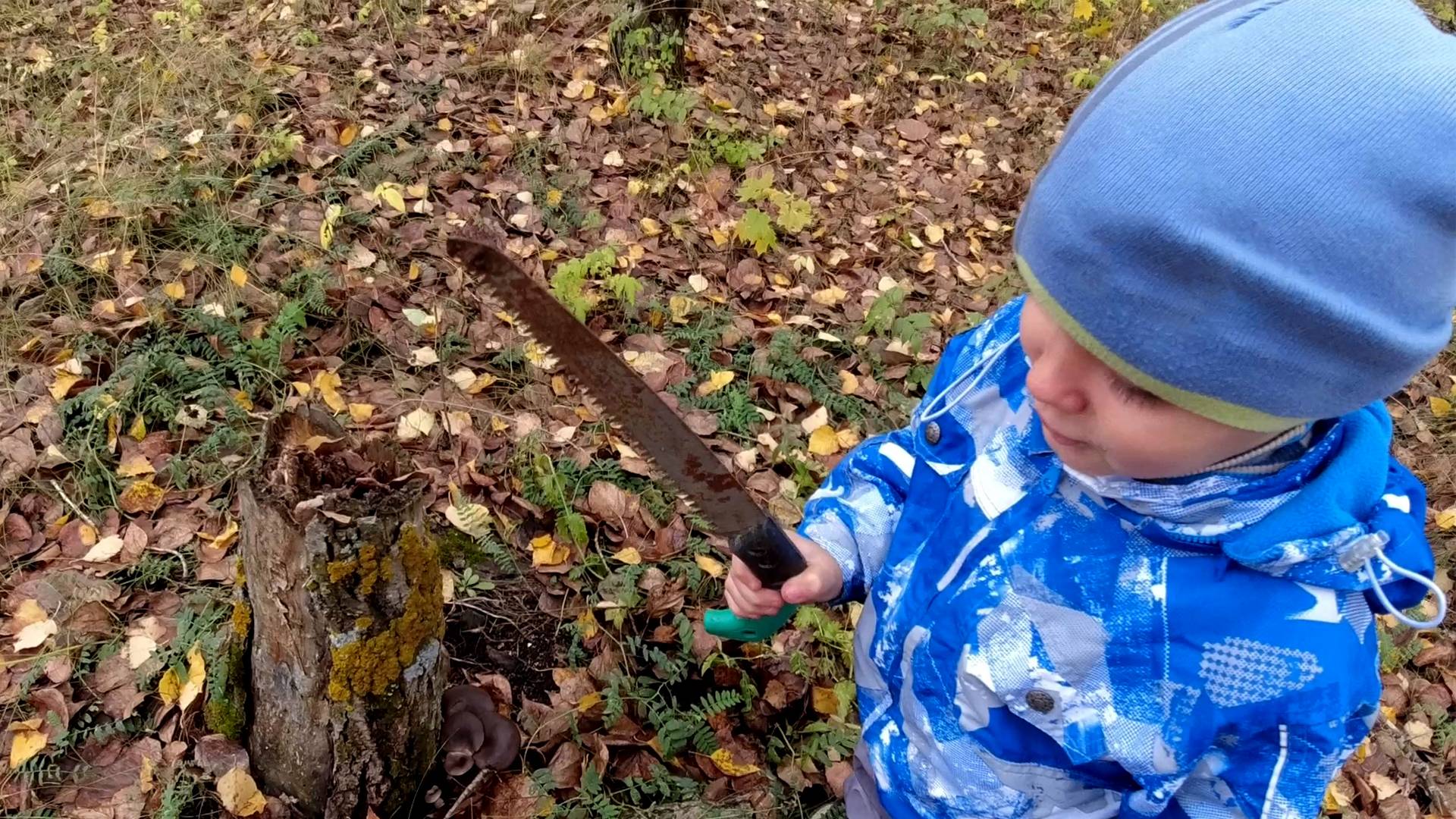 Идём на Вешенки с Пилой Сбор грибов, Вешенка, Маслята смотреть онлайн