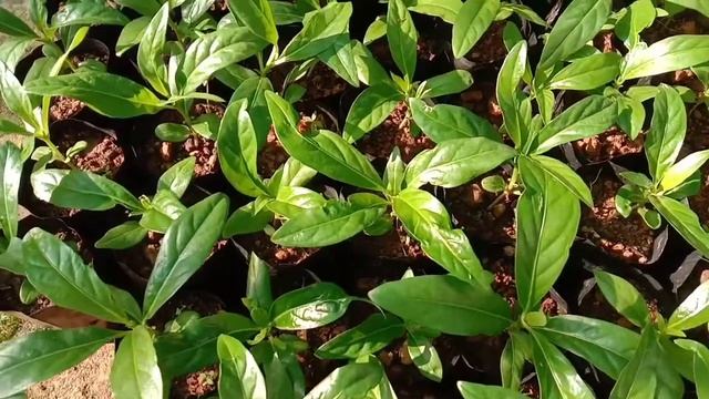 Morinda citrifolia, Noni, tropical Fruit plant known as Indian Mulberry propagated from seeds