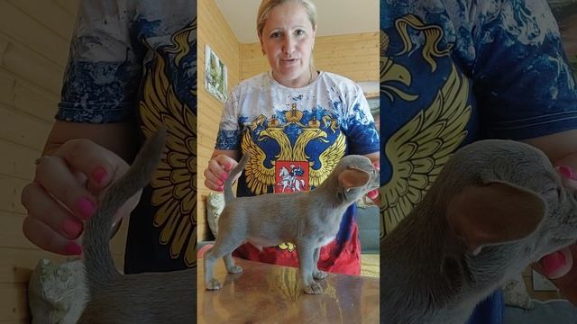 Для ценителей 200 тыс руб Хаул Тарантинович ПРОДАЖА чихуахуа питомник Кастропуло Крым купить щенка смотреть онлайн