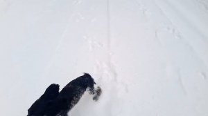 Где зайки прячутся?