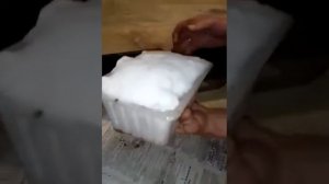 Посадка семян виктории (земляники садовой)