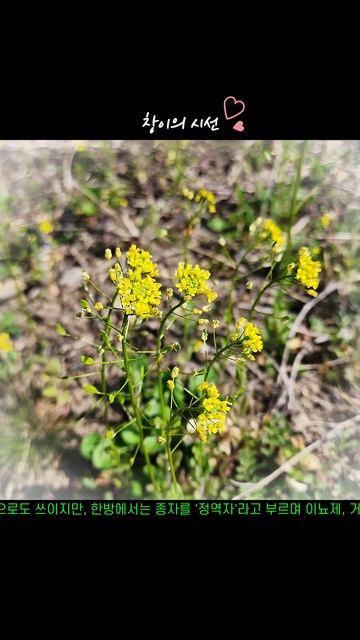 친근한 봄꽃 야생화 "꽃다지" смотреть онлайн