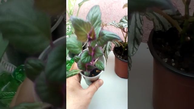 Предложение продаж  от 🌸🌿 от 21.04.2024 Часть 2 #продажинаавито #цветыастрахань