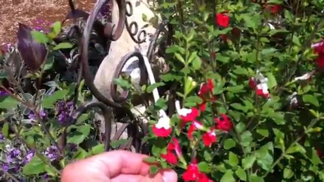 Early Summer Walkabout Part 2 at Phoenix Perennials смотреть онлайн