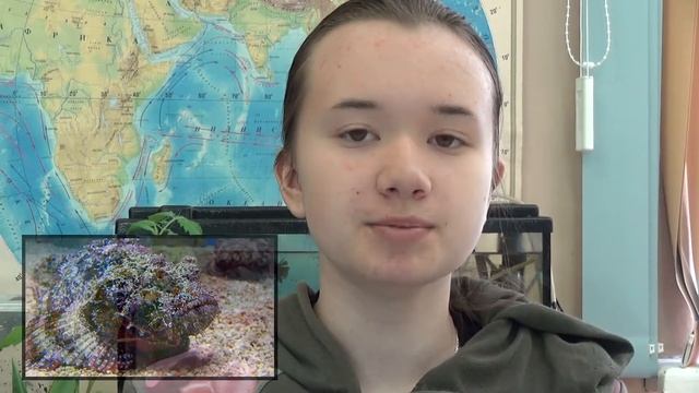 Опасности моря и способы выживания | Лицей "Ковчег-XXI" смотреть онлайн