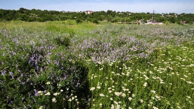 Лето, Бельцы - июль 2021... смотреть онлайн