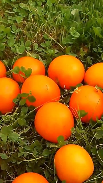 ТОМАТ ХУРМА удивительно вкусные плоды, похожие на апельсин!!!!