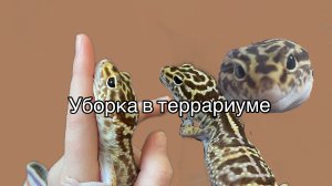 Как убирать террариум у эублефара| как убирать домик геккона