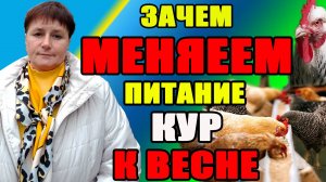 Зачем МЕНЯЕМ рацион питания у кур. Подготовка к весеннему сезону.