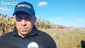 Какой результат на подсолнечнике показало микроудобрение БЛАГО