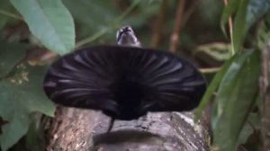 Половой инстинкт