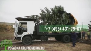 Пересадка крупномерных деревьев от профессионалов. Заказать услуги пересадчика деревьев в Москве, МО