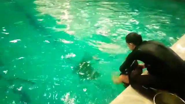 Ралина с дельфинами смотреть онлайн