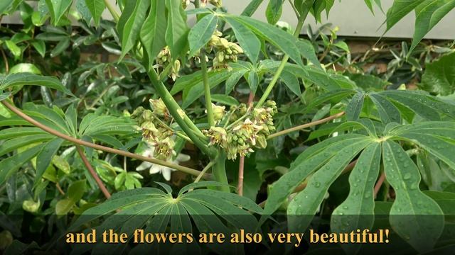 Fastest Growing Foliage Plant of 2021