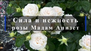 Сила и нежность розы Мадам Анизет.