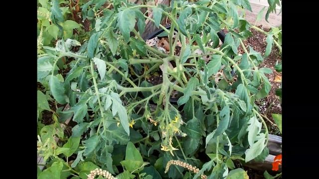 South Florida Backyard Garden - YaGirlLaLa смотреть онлайн