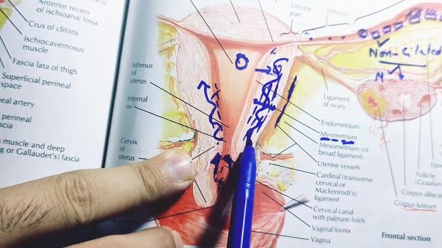 Reproductive system of female class 12|Female reproductive system|Human reproduction class 12