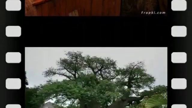 Sunland Baobab A Bar Inside a Hollowed Out Tree смотреть онлайн