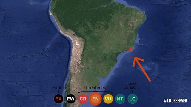 Golden lion tamarin 4K (Leontopithecus rosalia) tamarino león dorado, tití, Mico leão dourado, Löwe смотреть онлайн