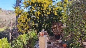 Муж мне новую клумбу,а я ему- Пирожные/ Для вас: большой ОБЗОР сада.Миндаль зацветает!