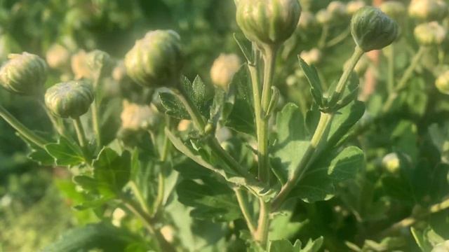 Хризантемы в бутонах смотреть онлайн