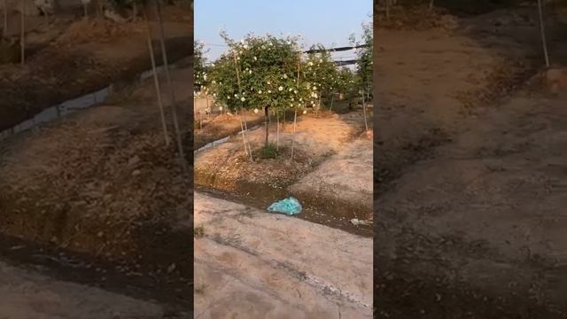 Hoa Hồng Cổ. 0911451210
