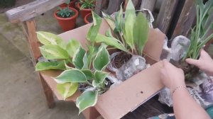 Распаковка Посылки с Хостами. Новые Хосты в Саду.