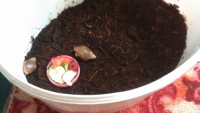 Купила новых улиток ахатин! + лайфхаки для улиток при долгой перевозке! смотреть онлайн