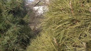 24 февраля 2023 г. Сосны в моем саду