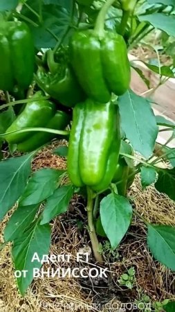 Перец, который стоит посадить. Урожайность👍