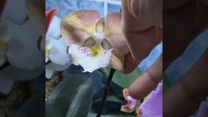 Орхидеи//Phal.Fangmei Black Piano🦋 и Phal.Unicorn rainbow 🌈 🦄